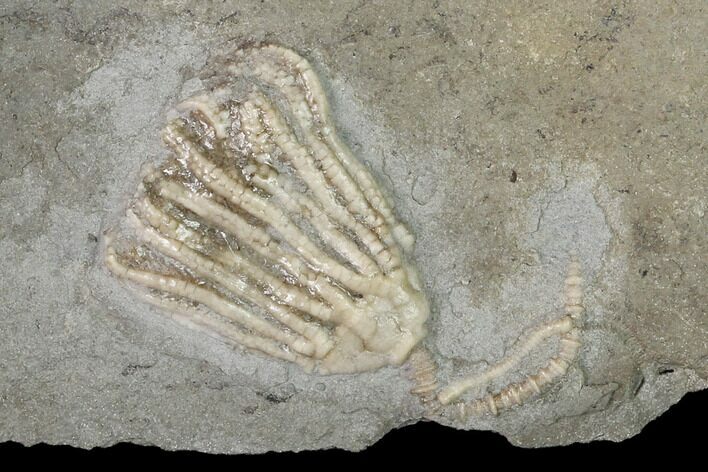 Fossil Crinoid (Aorocrinus) - Gilmore City, Iowa #148673